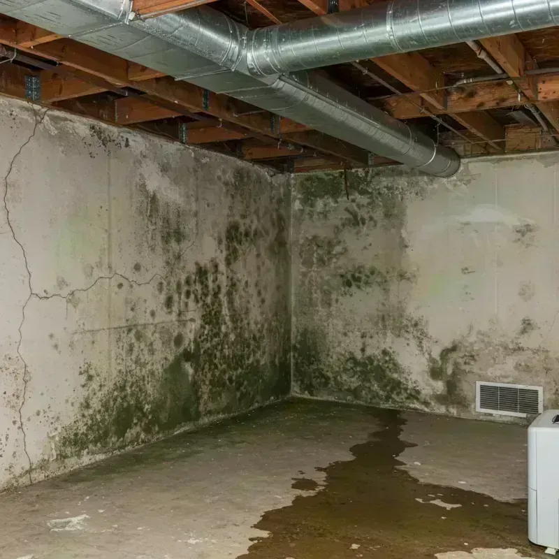 Professional Mold Removal in Logan Square, IL